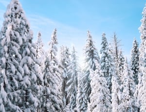 pine trees covered in white snows during daytime thumbnail