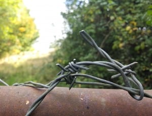 gray barbed wire thumbnail