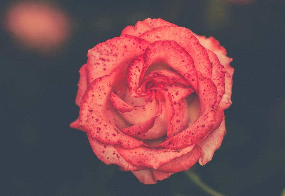 selective focus of pink rose preview