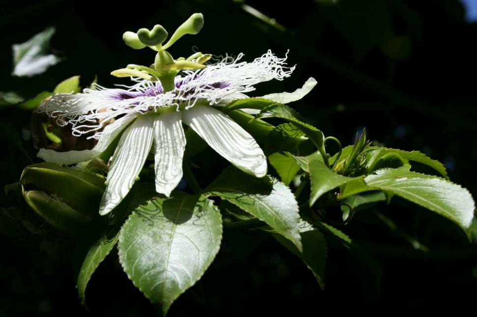 white and purple passion flower preview
