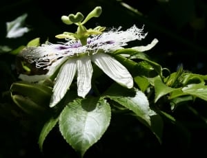 white and purple passion flower thumbnail