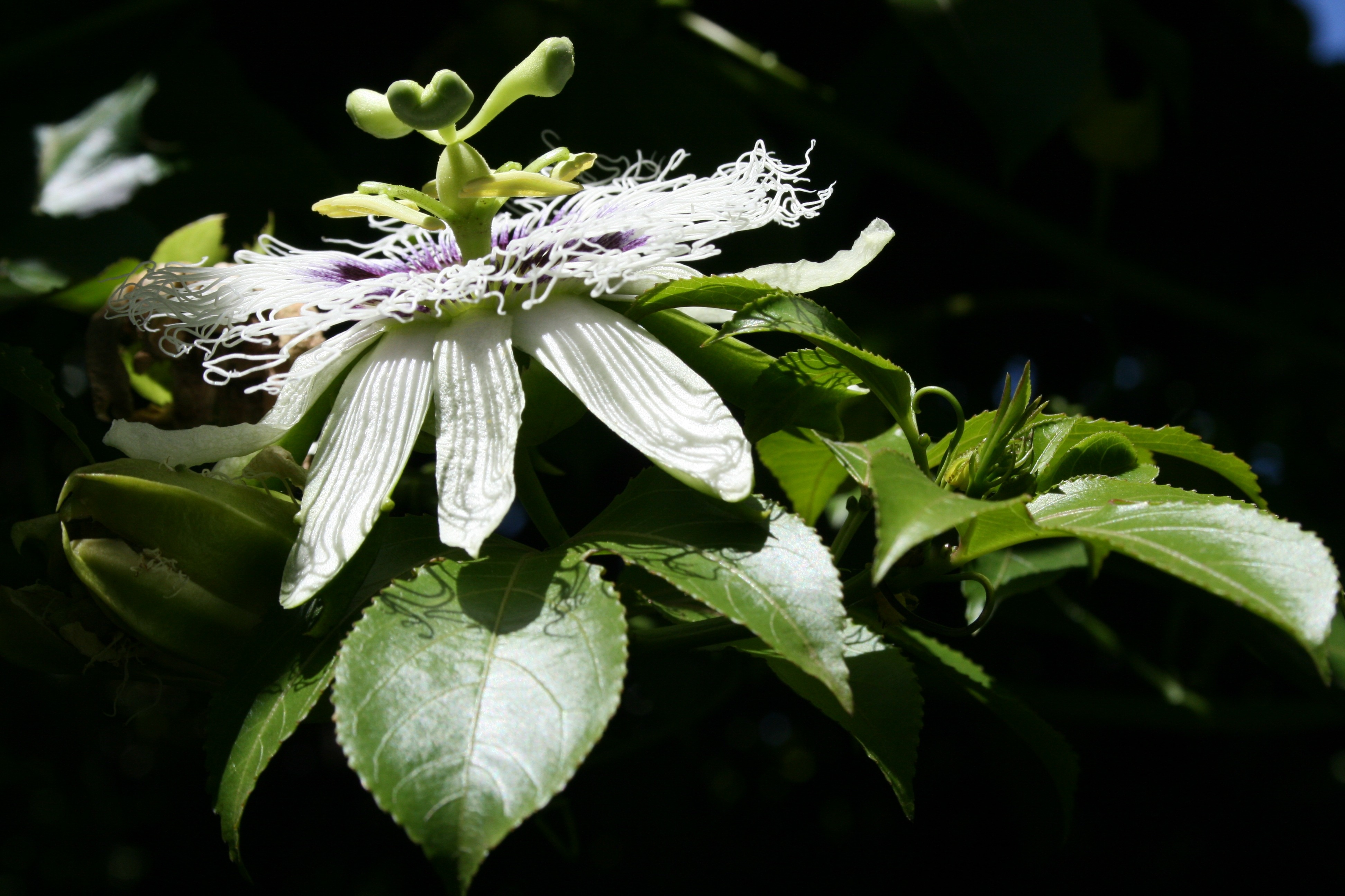 white and purple passion flower