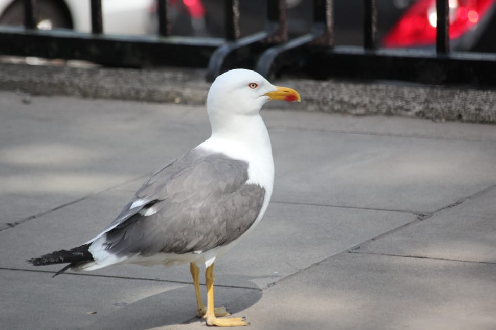 white and grey seagull near black metal railing during daytime preview