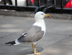 white and grey seagull near black metal railing during daytime thumbnail