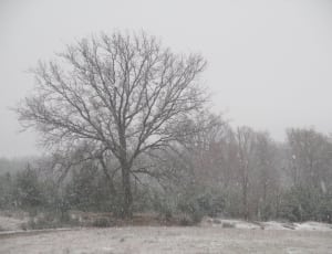 gray bare tree thumbnail