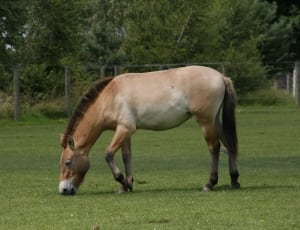 brown and white horse on green grass field during daytime thumbnail