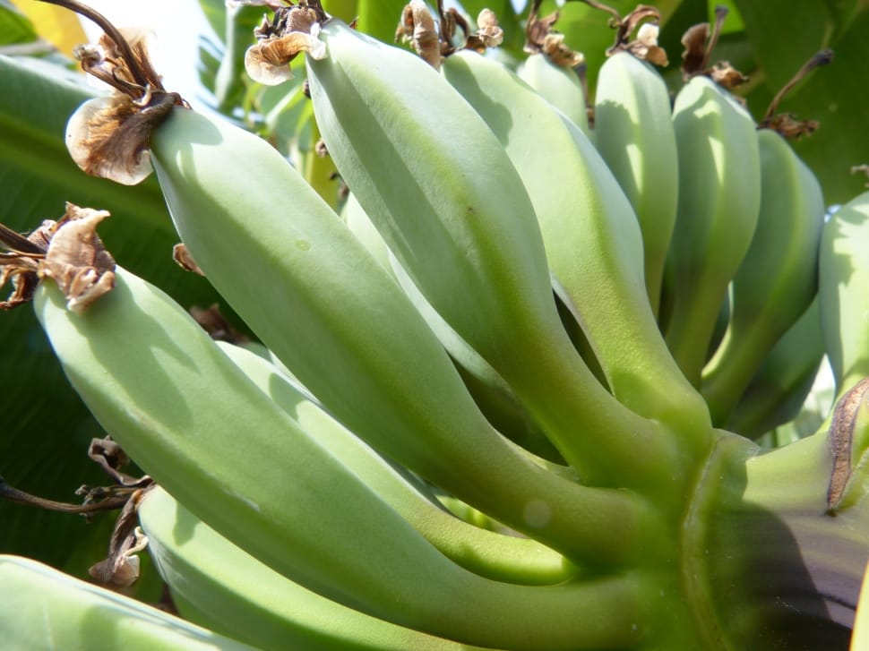 banana plant preview