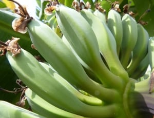 banana plant thumbnail