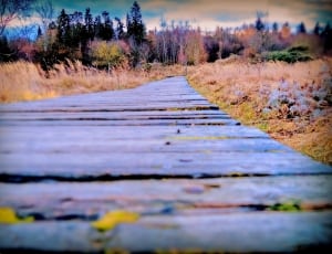 brown wooden walk path thumbnail
