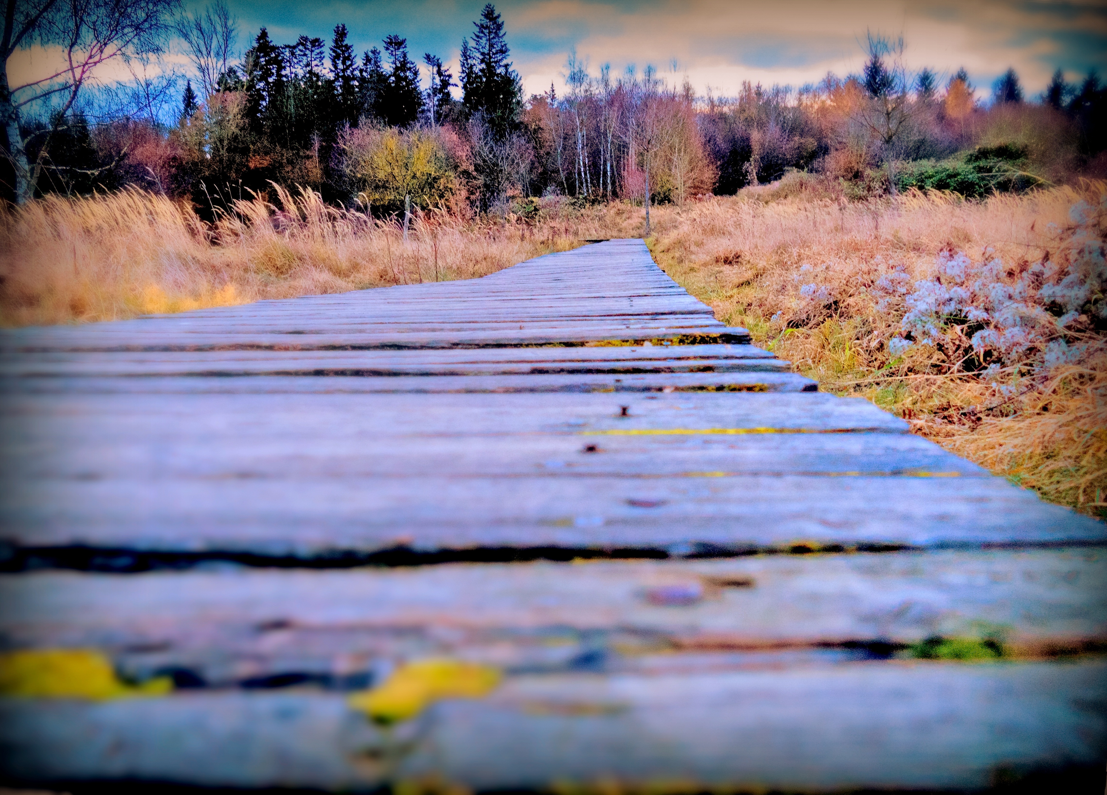 brown wooden walk path