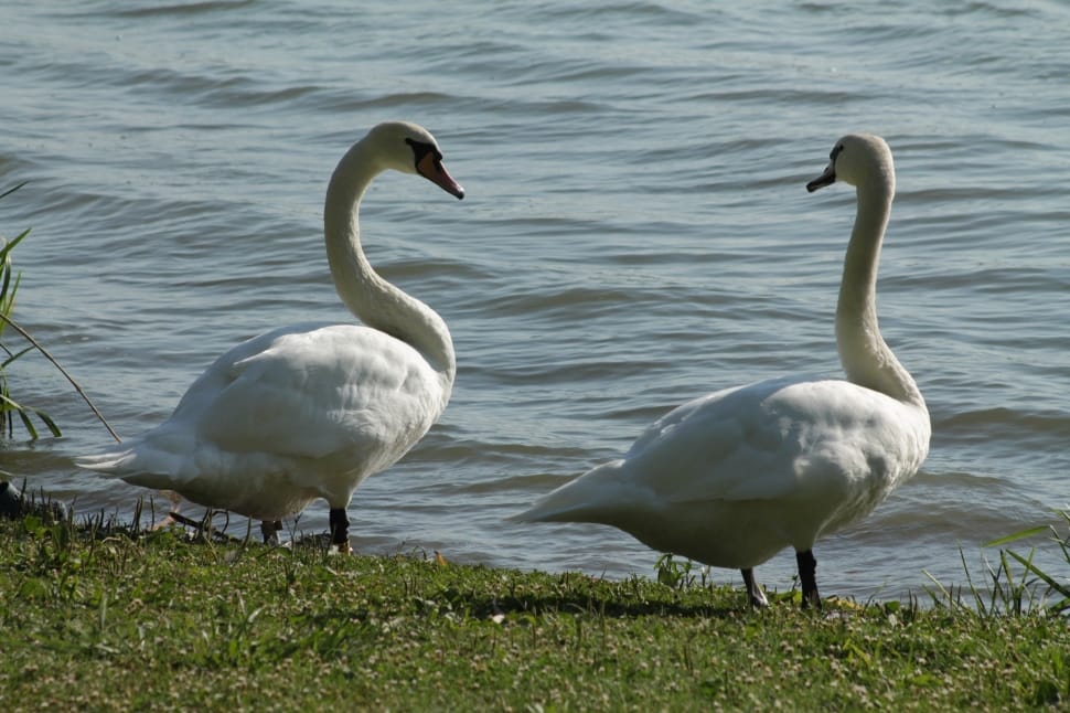 2 white swans preview