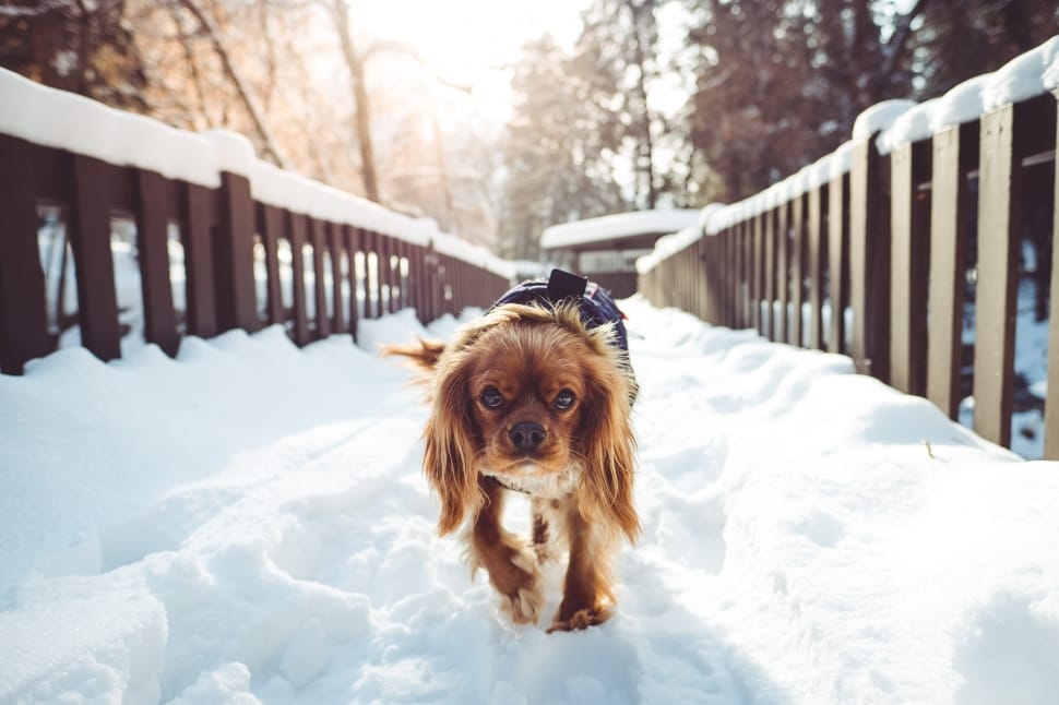 brown long haired small dog on snow covered bridge preview
