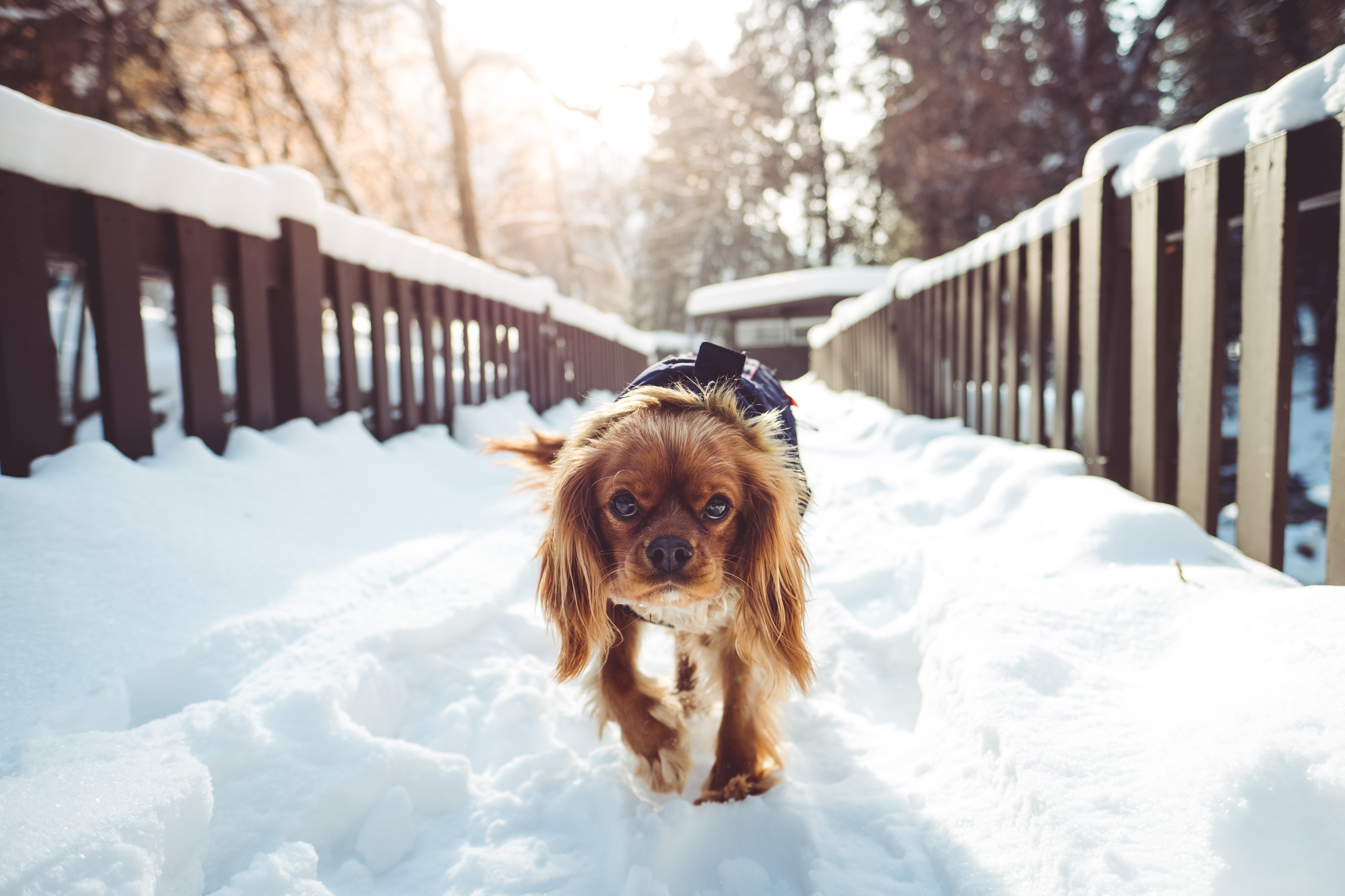 brown long haired small dog on snow covered bridge