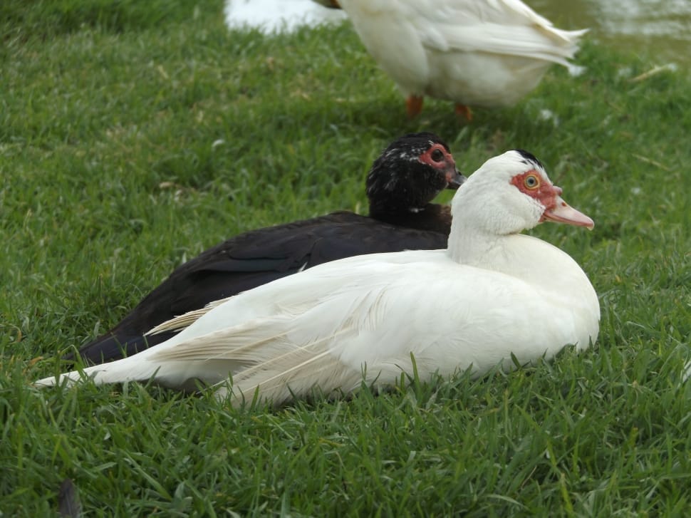 2 ducks preview