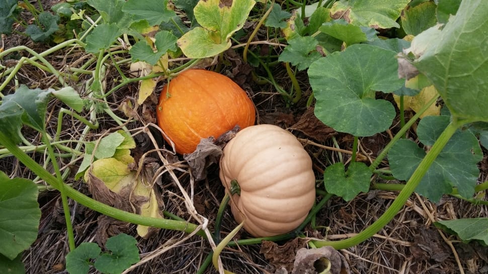 orange pumpkins preview