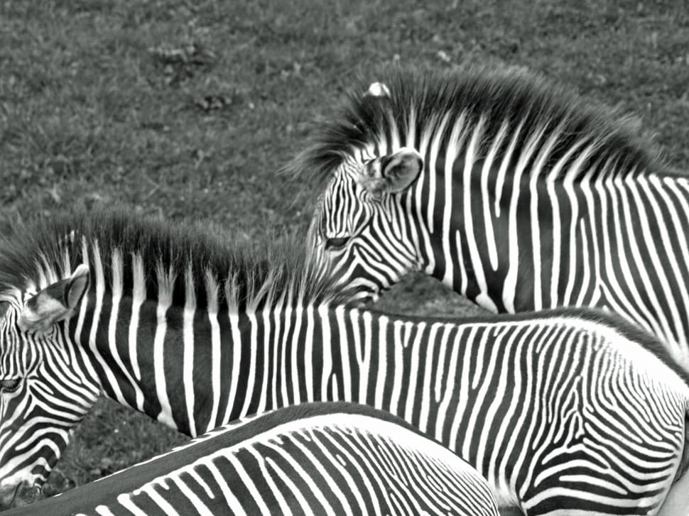 2 zebras preview