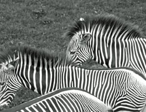 2 zebras thumbnail