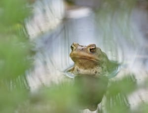 brown swamp frog thumbnail