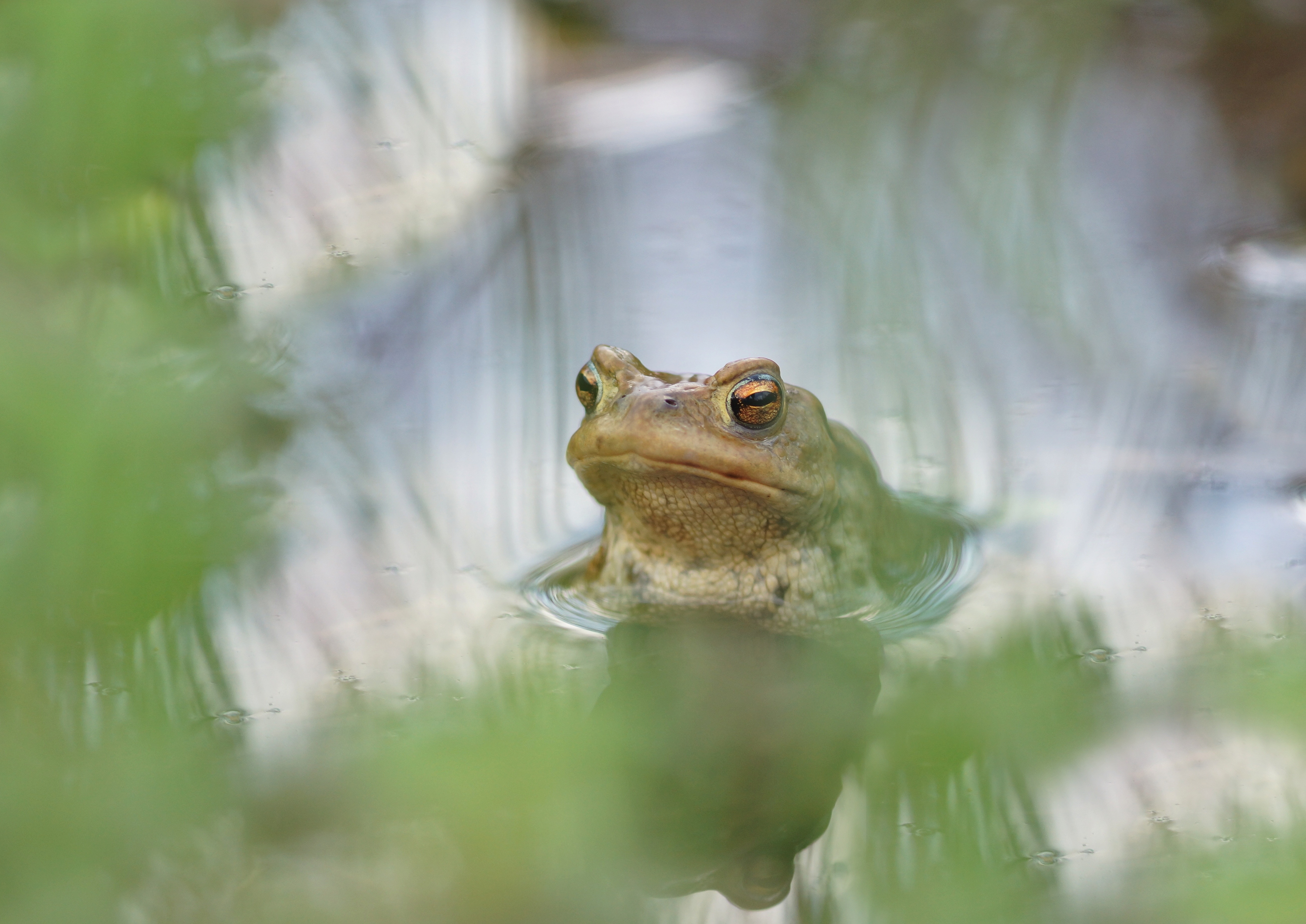 brown swamp frog