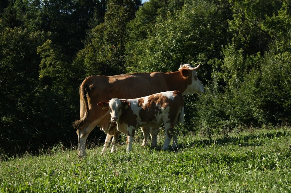 brown and white cow and calf preview