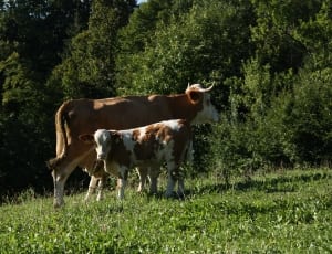brown and white cow and calf thumbnail