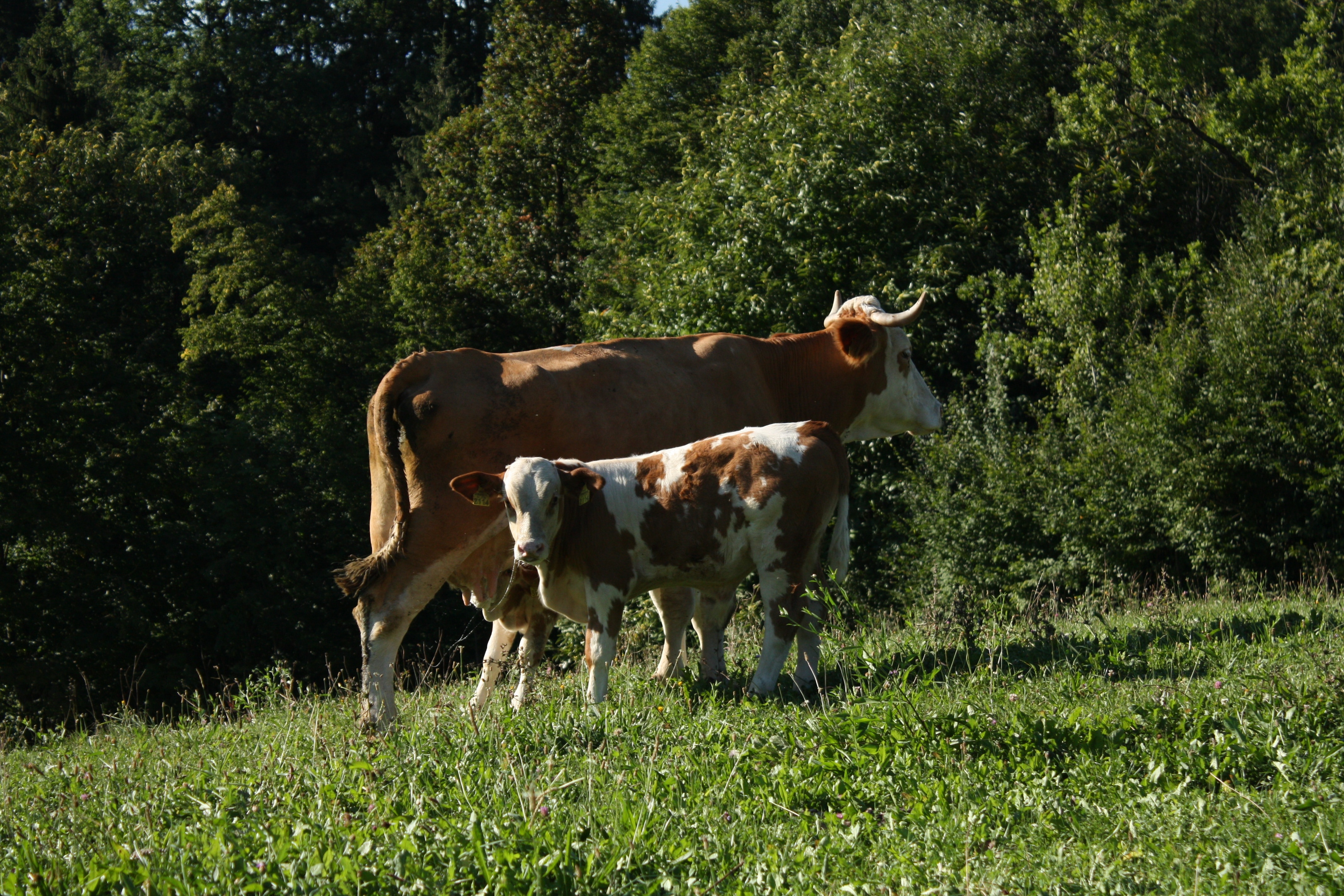 brown and white cow and calf