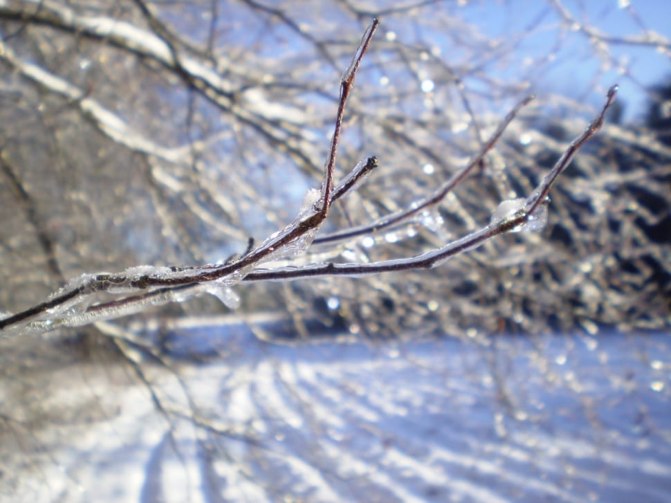 frozen branch preview