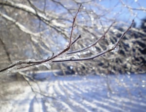 frozen branch thumbnail