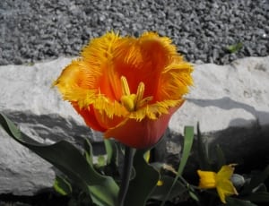 yellow and red petal flower thumbnail