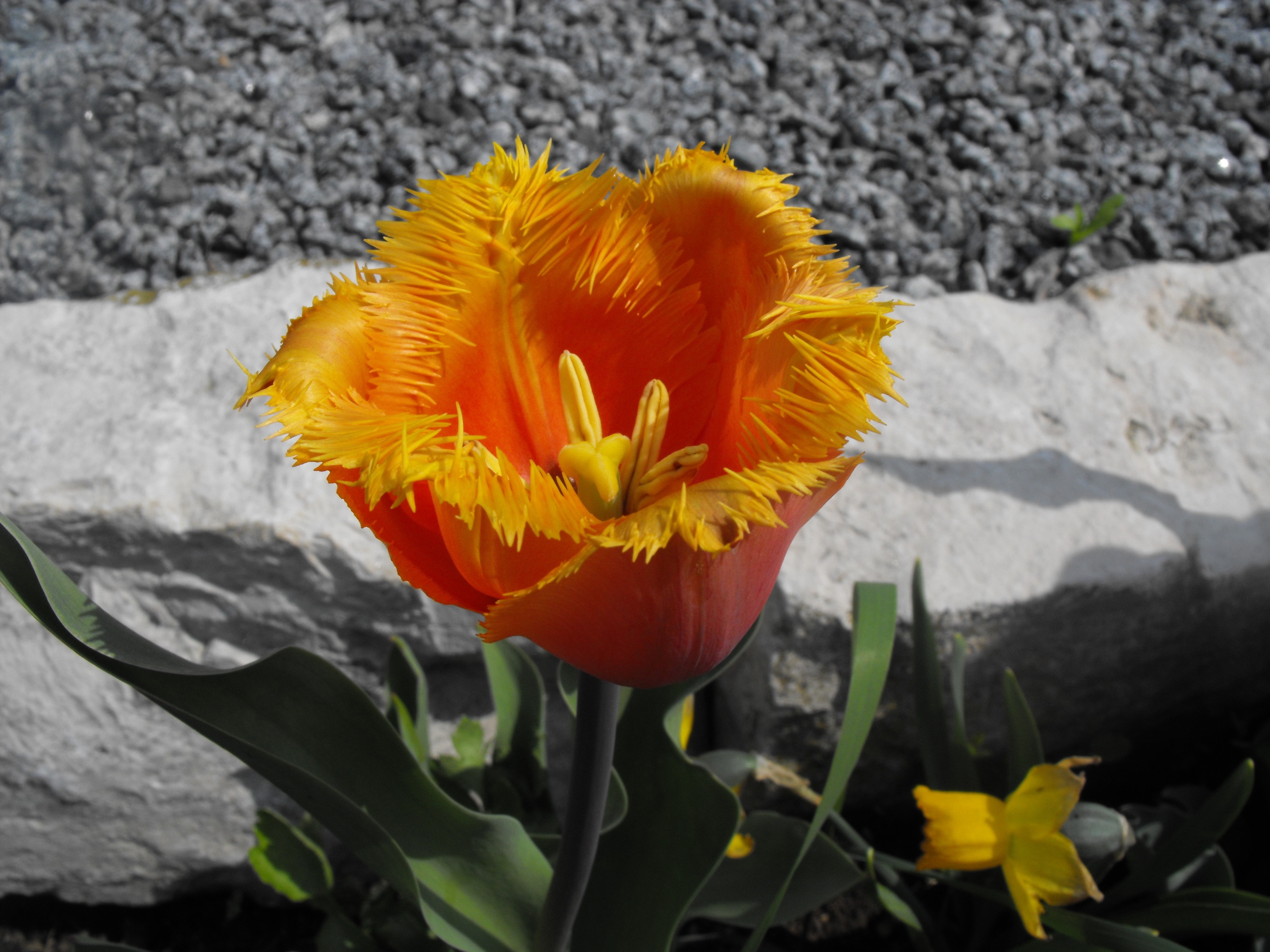 yellow and red petal flower
