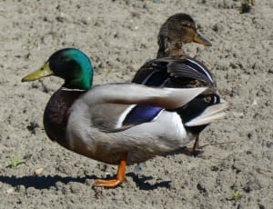 mallard ducks thumbnail