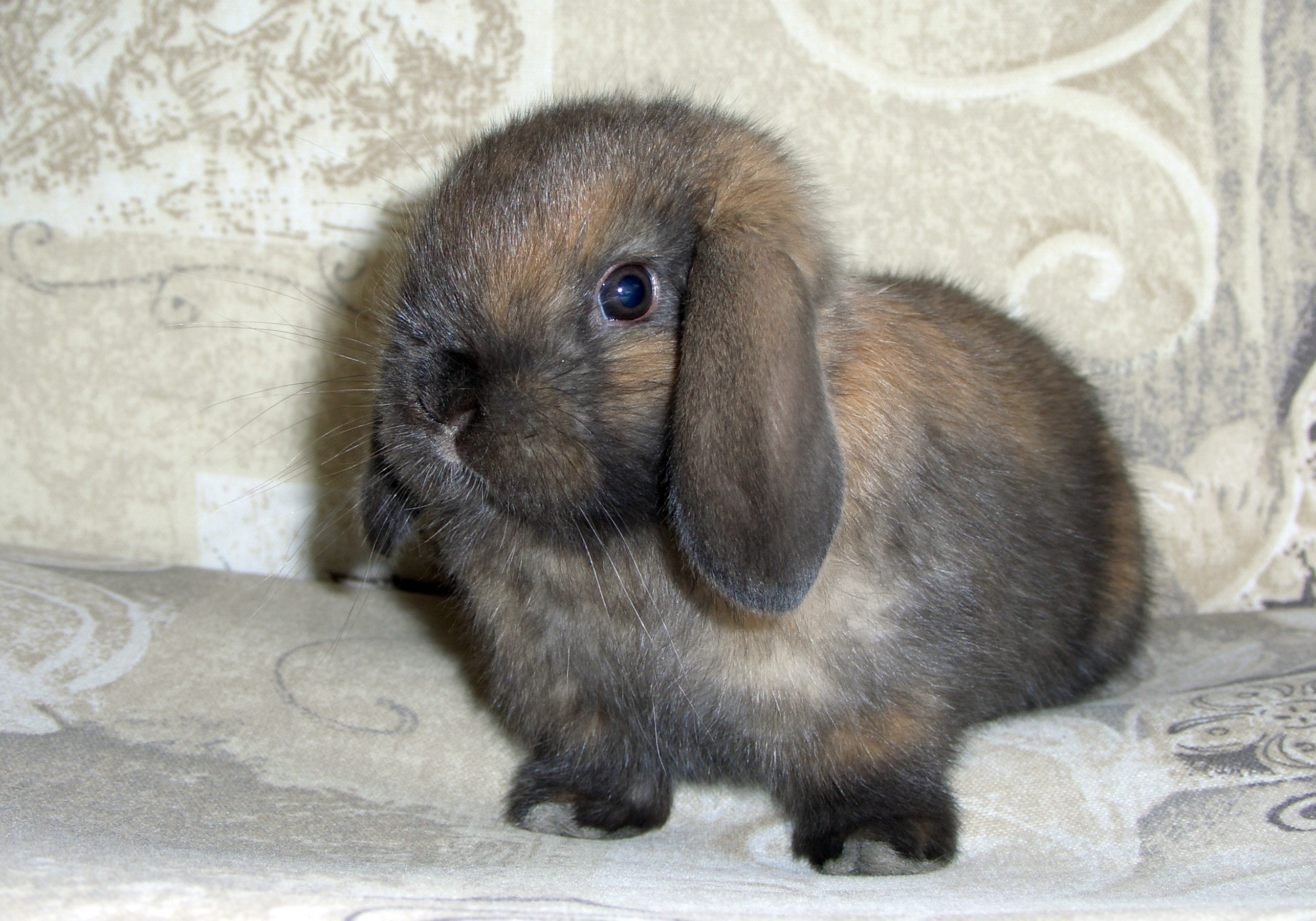 brown and grey rabbit