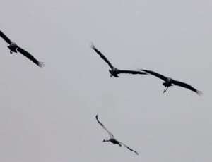 four seagull birds thumbnail