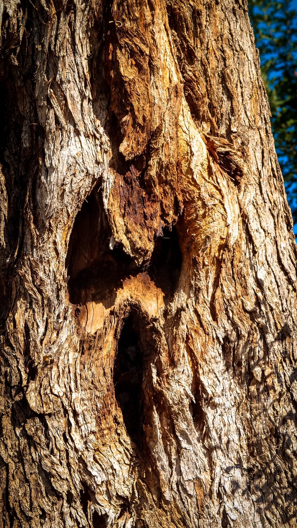 brown wooden tree trunk preview