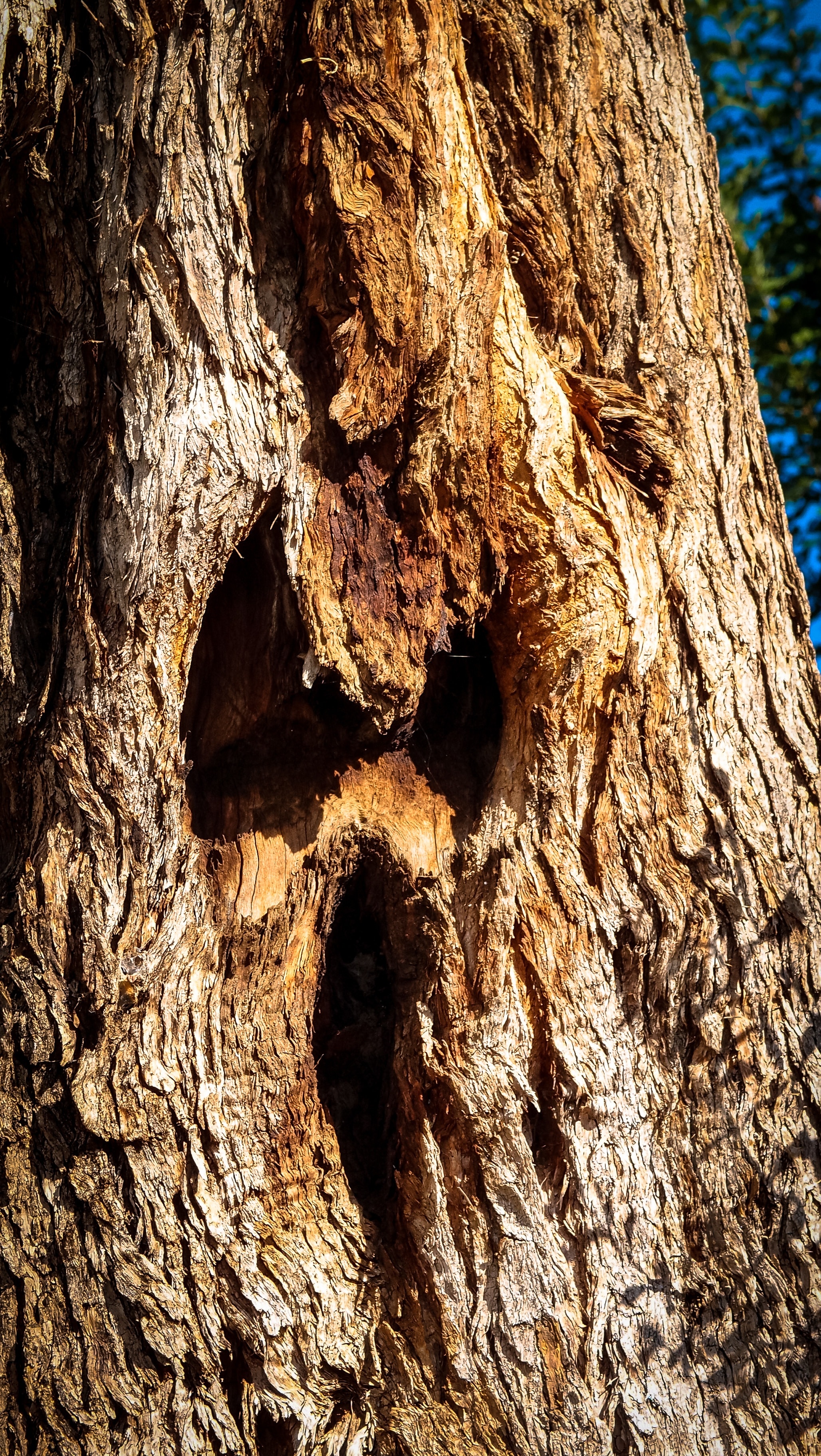 brown wooden tree trunk