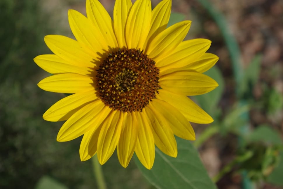 Sunflower, Yellow, Flower, Summer, flower, yellow preview