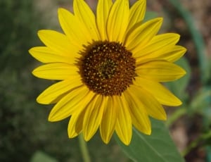 Sunflower, Yellow, Flower, Summer, flower, yellow thumbnail