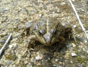 eastern giant toad thumbnail