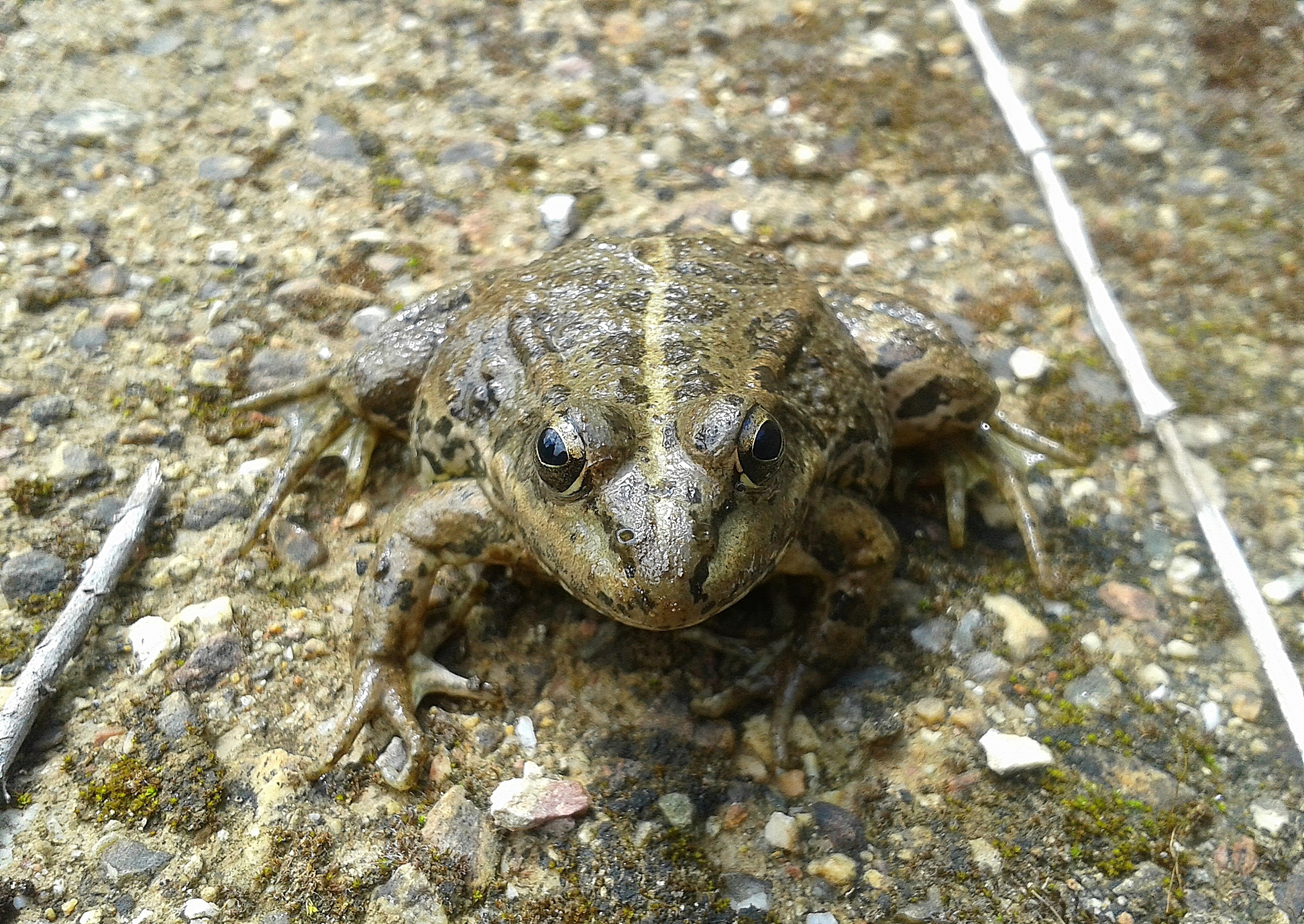 eastern giant toad