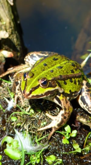 brown green and black frog thumbnail