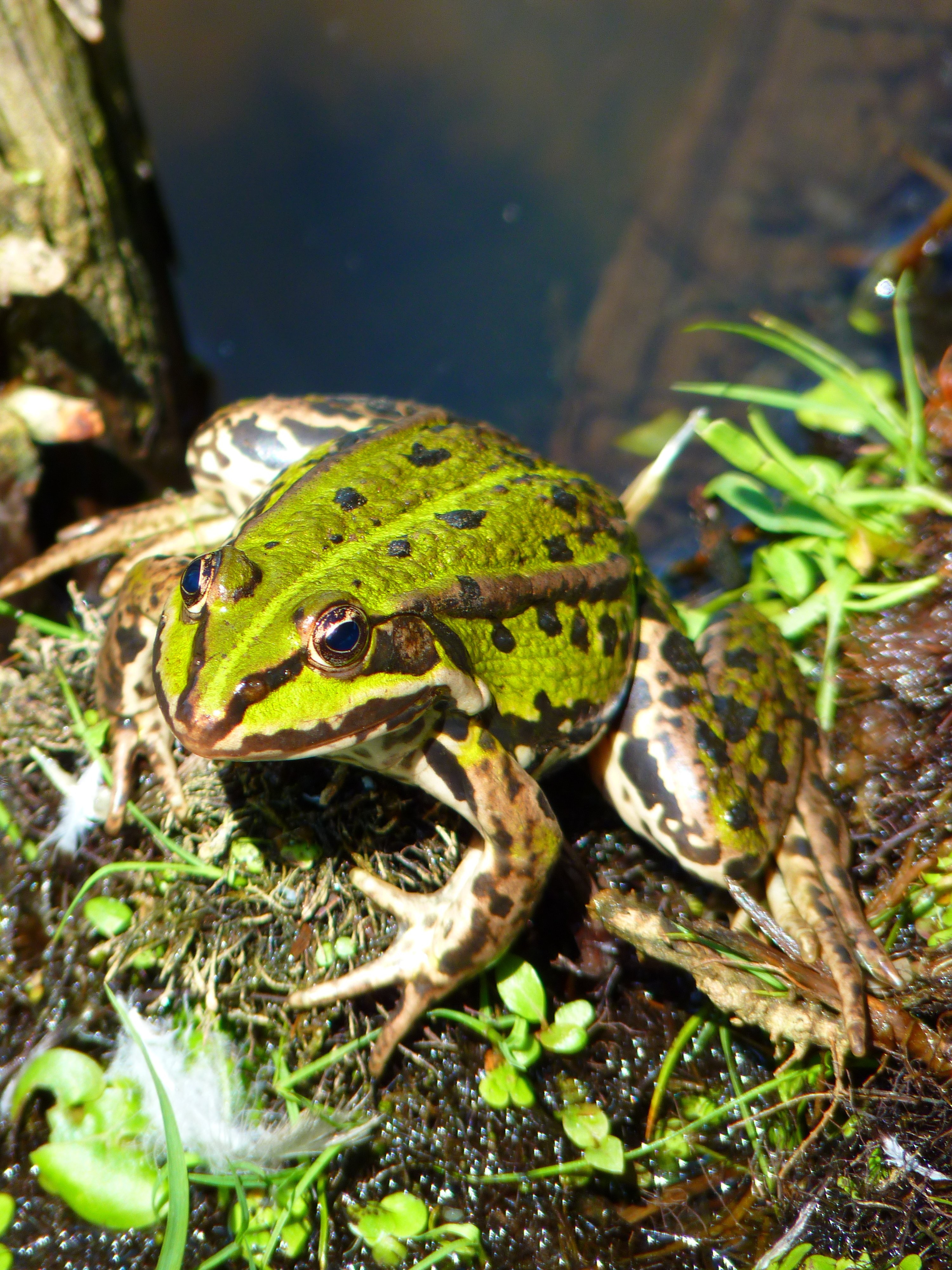 brown green and black frog