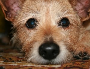 brown yorshire terrier puppy thumbnail