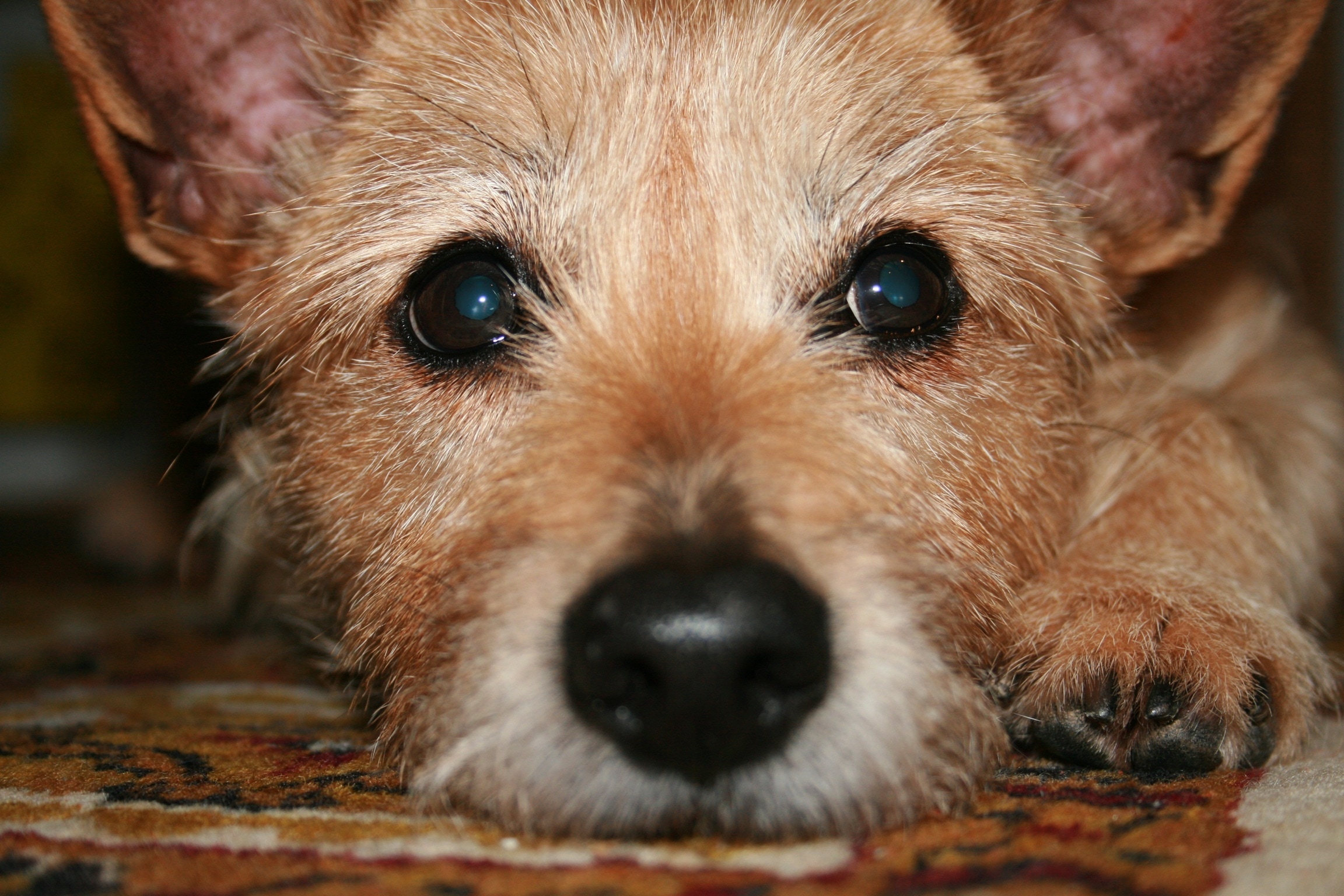 brown yorshire terrier puppy