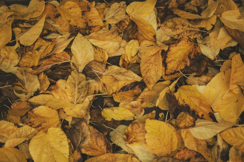 photography of bed of yellow maple leaves preview