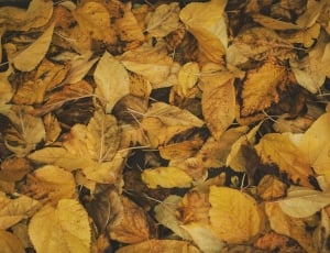 photography of bed of yellow maple leaves thumbnail