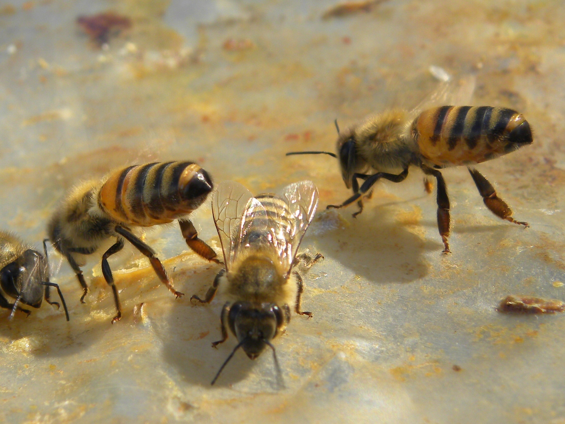 four yellow and black bees on top of a white surface