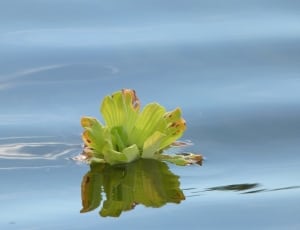 green water lily thumbnail