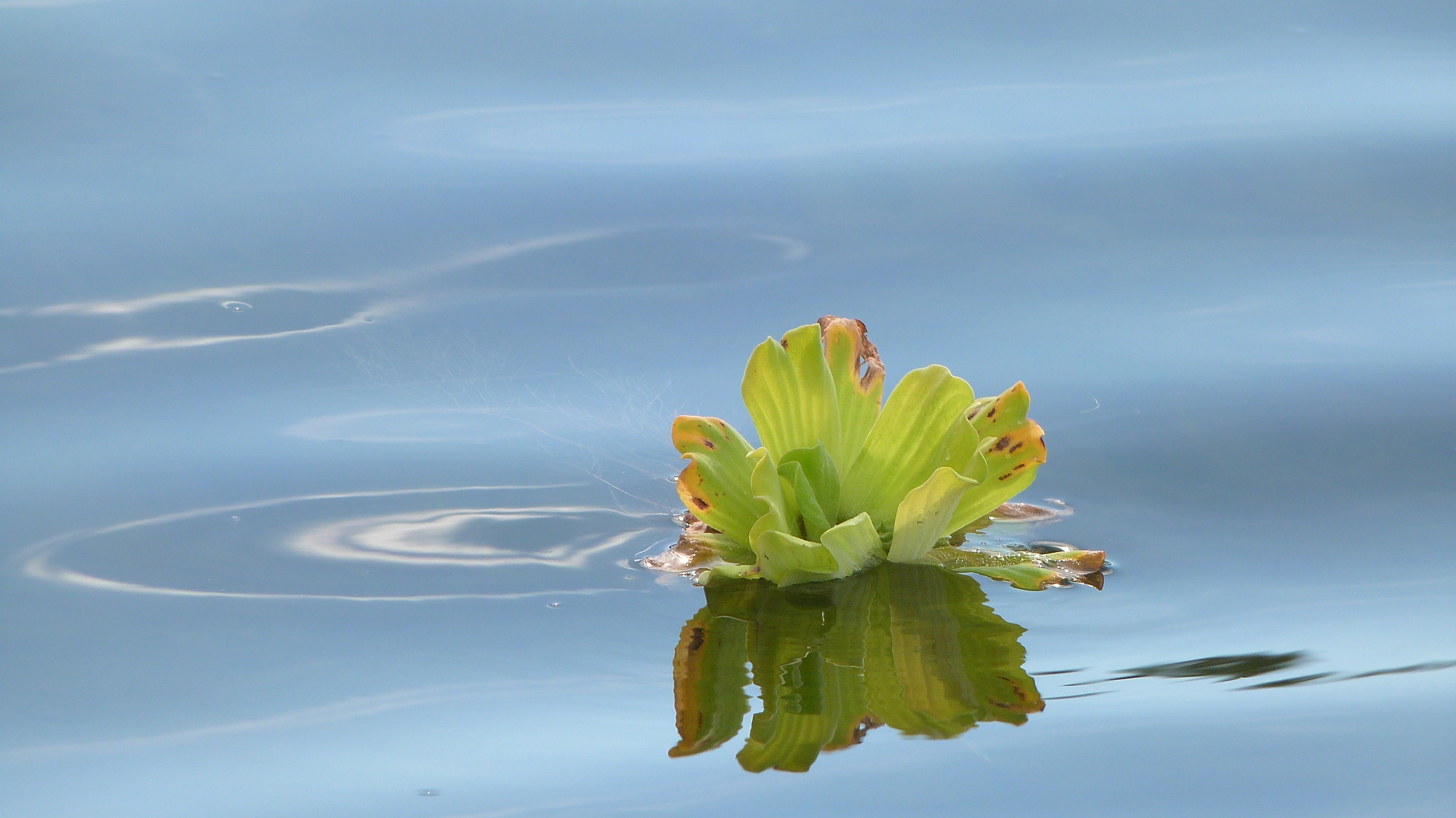 green water lily