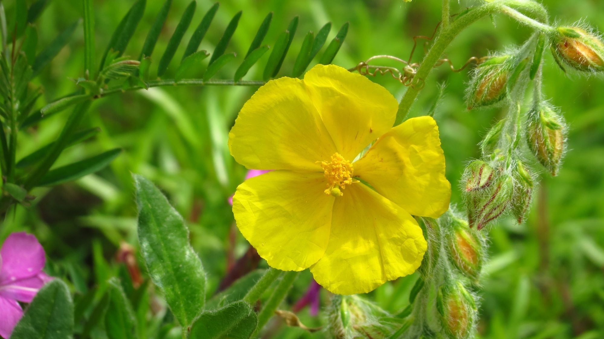 yellow 5 petaled flower