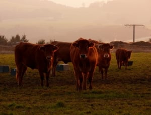 five cows on green field thumbnail